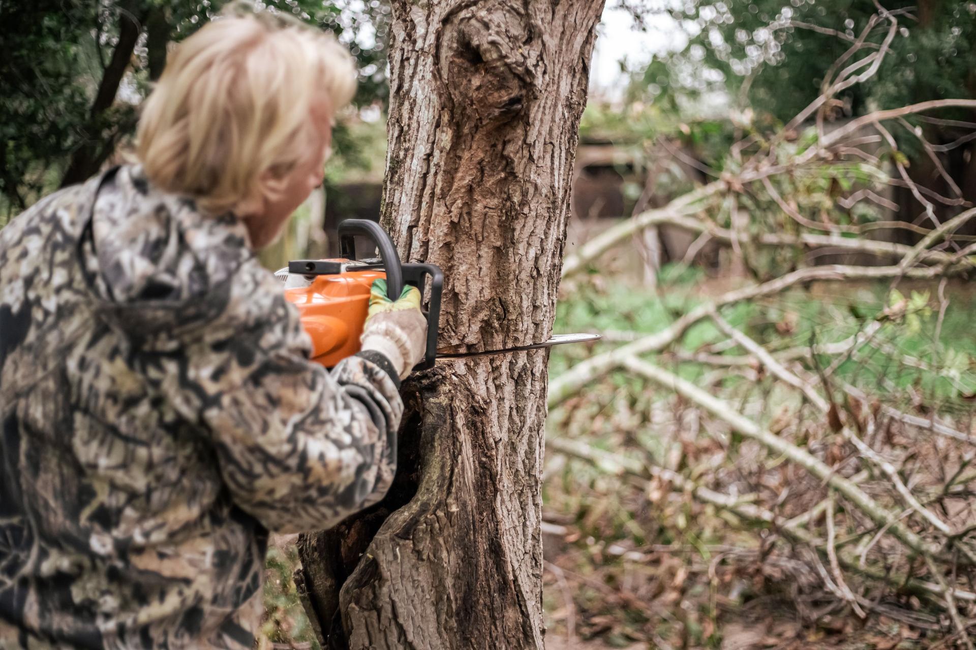 A man cuts down an old tree with a chainsaw. Removing old plants in the garden