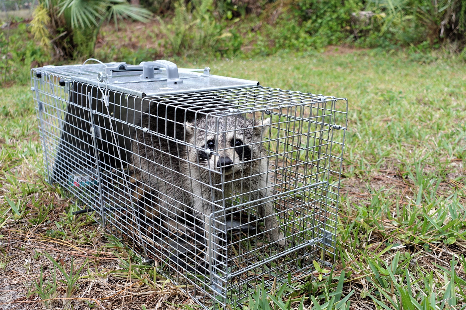 Caged raccoon