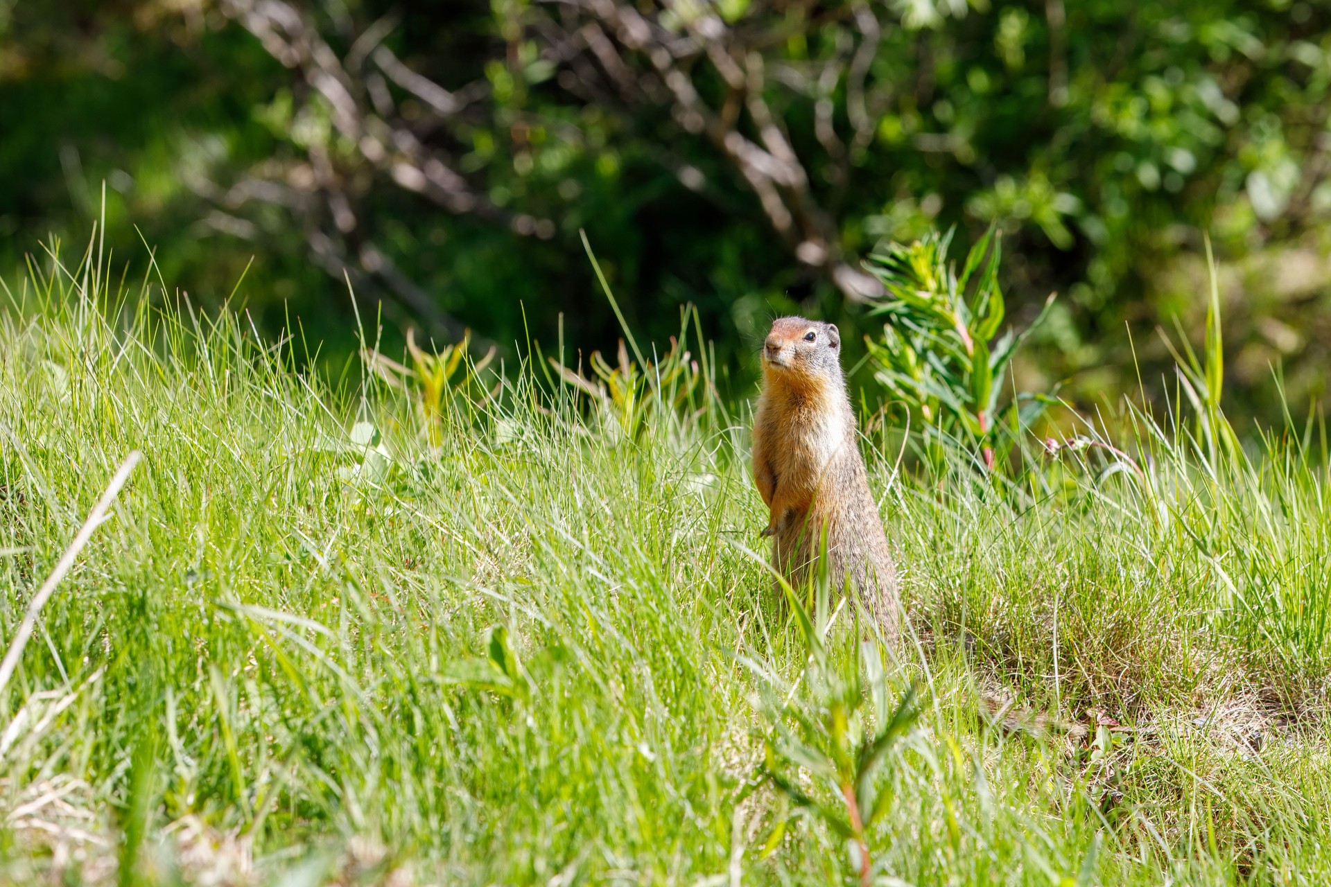 Alert Gopher Standing in Grassy Field, Calgary AB Canada, Mar 5 2025