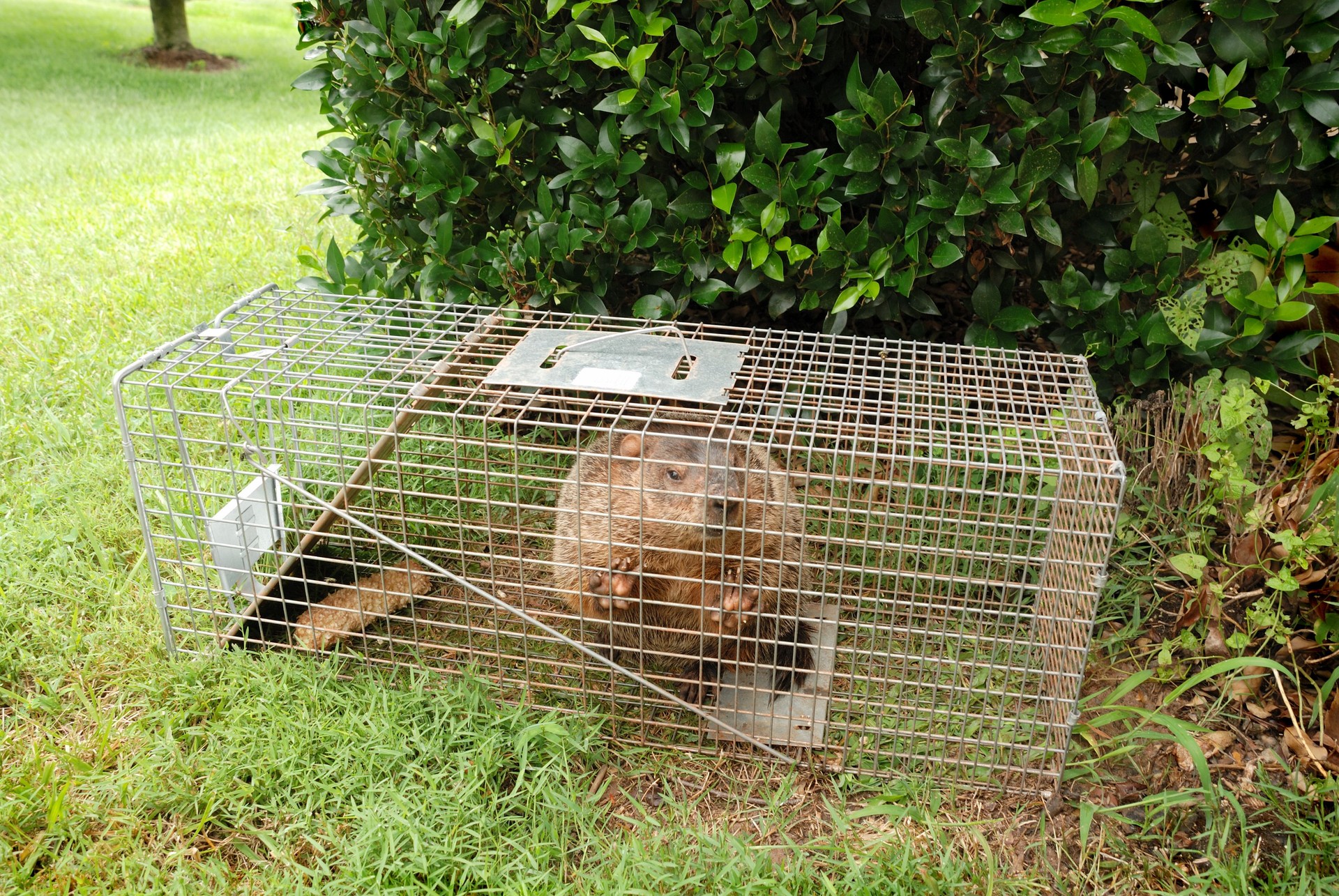 Groundhog in cage
